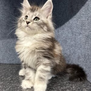 mocha