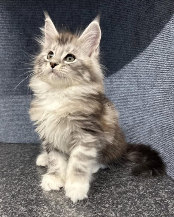 mocha
