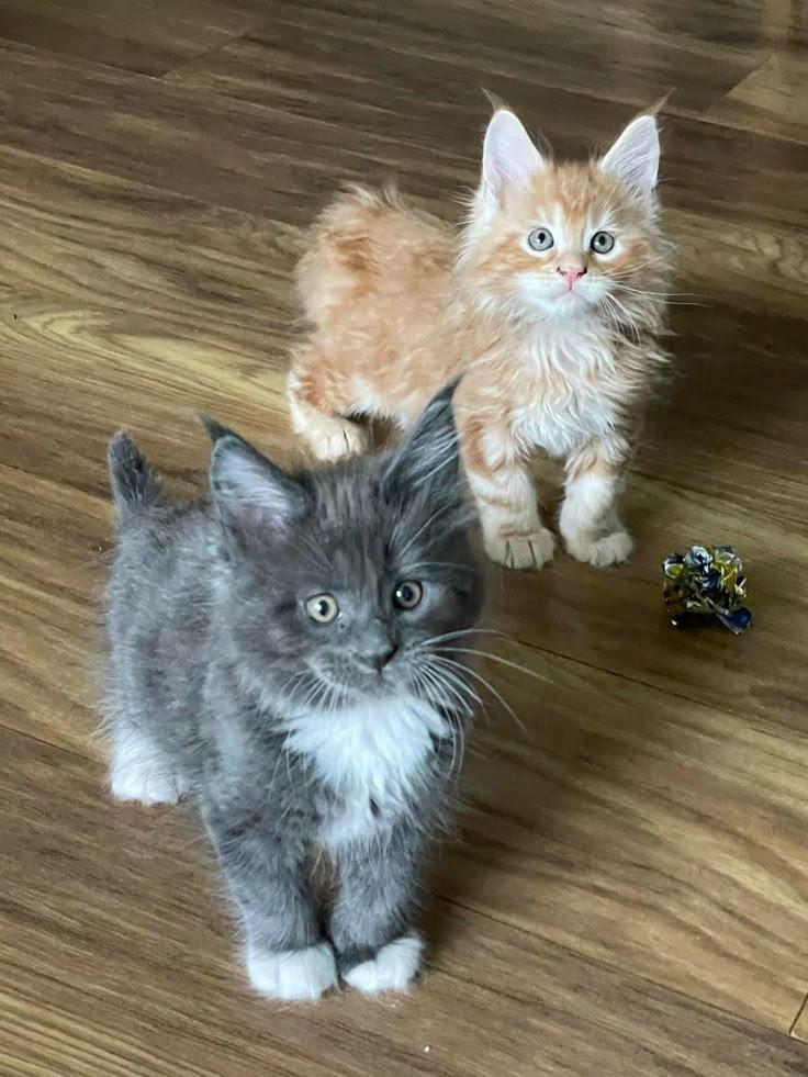 whatsapp image 2026 05 11 at 20.02.36 (1)